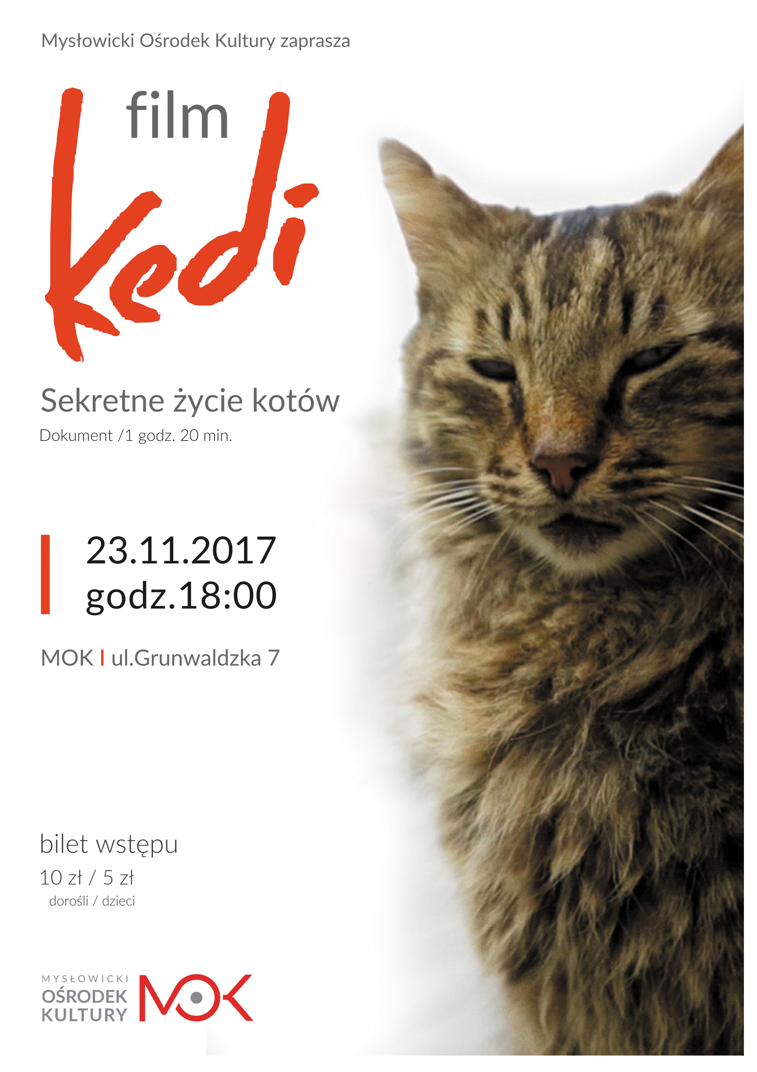 23.11 - Kedi